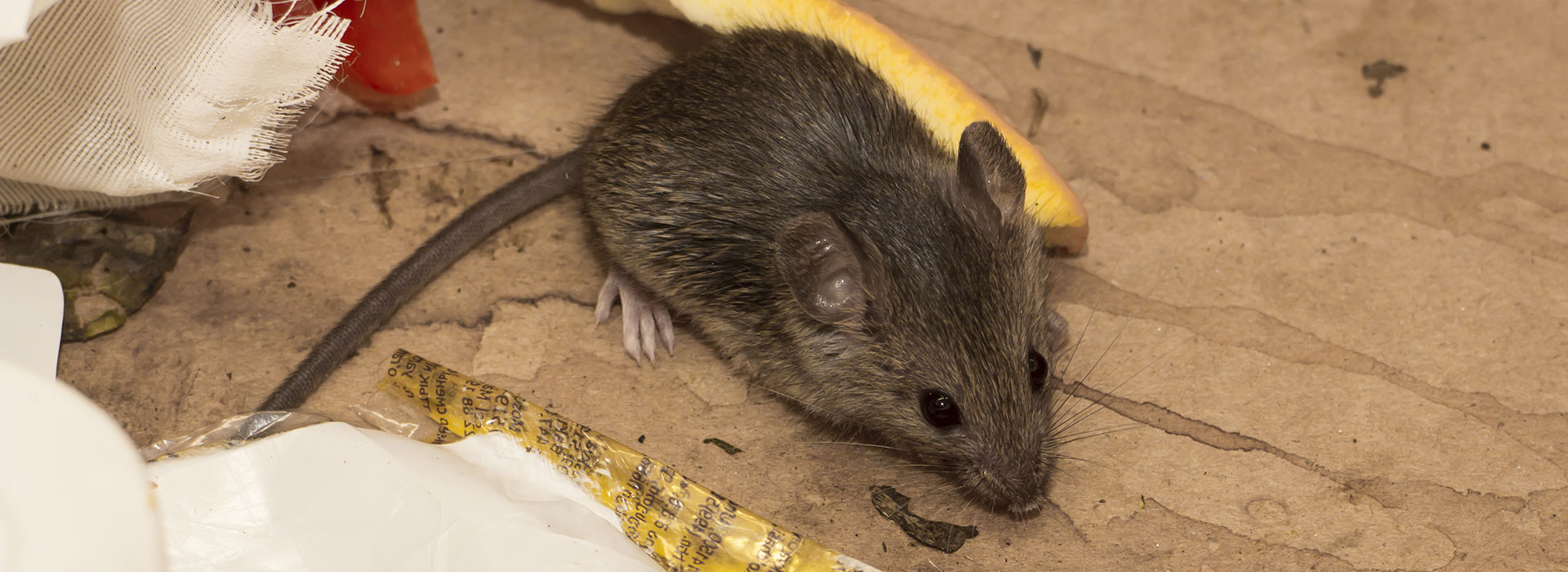 Hausmaus