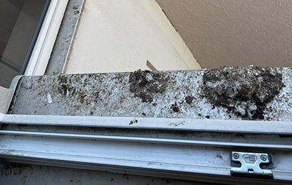 Taubenkot auf Fensterbrett