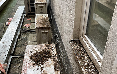 Taubenkotreinigung