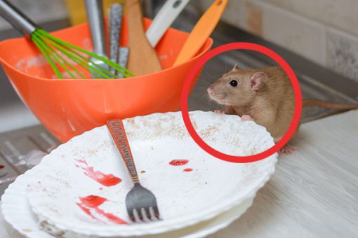 Ratte in der Küche