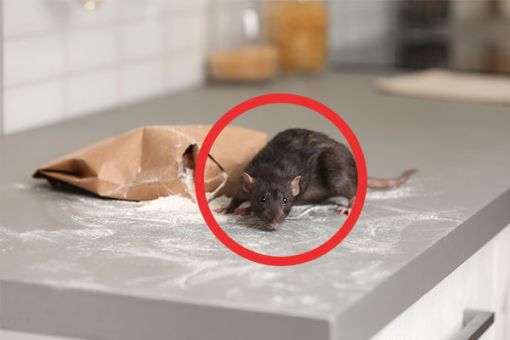 Ratte frist Mehl